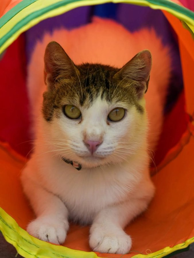 catlandrescue tweet picture