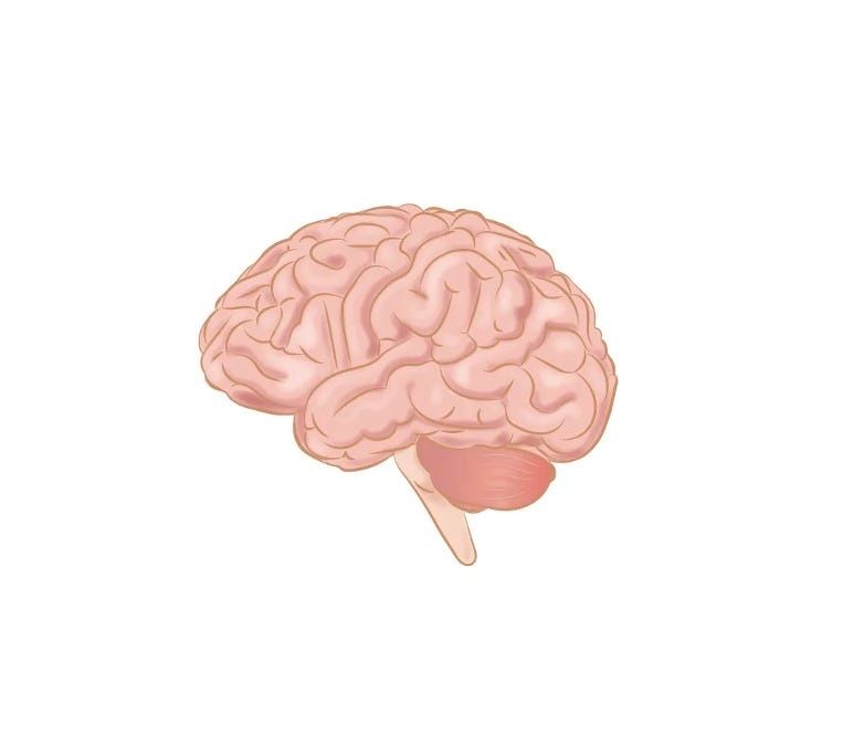 koenfucius's tweet photo. No, you don’t use just 10% of your brain, bigger brains are not necessarily better brains, and you don’t have a lizard brain or an inner comp hidden deep inside. 

@nicholaraihani combats three persistent brain myths that need to die: 

https://t.co/OuyQMJgoPK https://t.co/TGorRi5i6Q