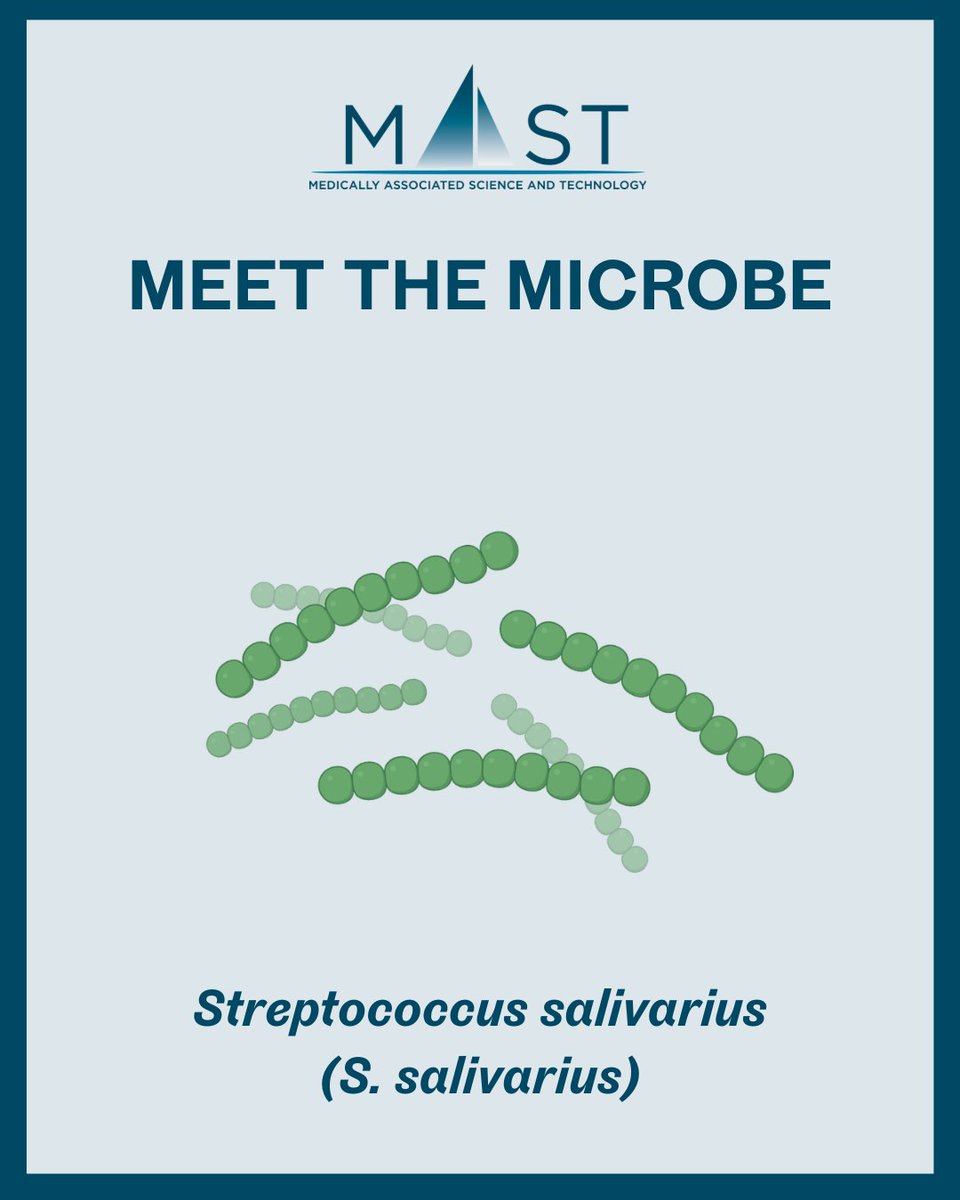 MASTprogram's tweet photo. 🦠 Meet the Microbe: Streptococcus salivarius

When you hear the word Streptococcus, you might think of illness—but not all Streptococcus species are harmful.
Meet Streptococcus salivarius, one of the first beneficial bacteria to colonize the human body. Found naturally in the mouth and throat, this microbe plays an important role in maintaining a healthy microbial community.

But what happens when it's found somewhere it doesn't belong?

Researchers have identified S. salivarius among the microbes that can become more abundant in the small intestine in people with small intestinal bacterial overgrowth (SIBO). While it's a normal resident of the oral microbiome, its presence in excess in the small bowel may contribute to an altered microbial environment.

🔬 Quick Facts:
🦠 One of the earliest microbes to colonize the mouth after birth
👄 Naturally lives on the tongue, cheeks, and throat
🧬 Helps compete with harmful bacteria in the oral microbiome
🔍 Has been detected in increased amounts in the small intestine of some people with SIBO, where researchers are studying its potential role in digestive symptoms

💬 Did you know that a microbe can be beneficial in one part of the body but problematic in another?

#MeetTheMicrobe #StreptococcusSalivarius #Microbiome #SIBO #SmallBowelMicrobiome #GutHealth #DigestiveHealth #MicrobiomeResearch #CedarsSinai #MASTProgram