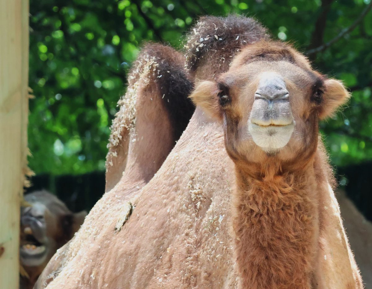 RWPZoo's tweet photo. There are two hump day moods 👀🤣 https://t.co/v97YF69LaI