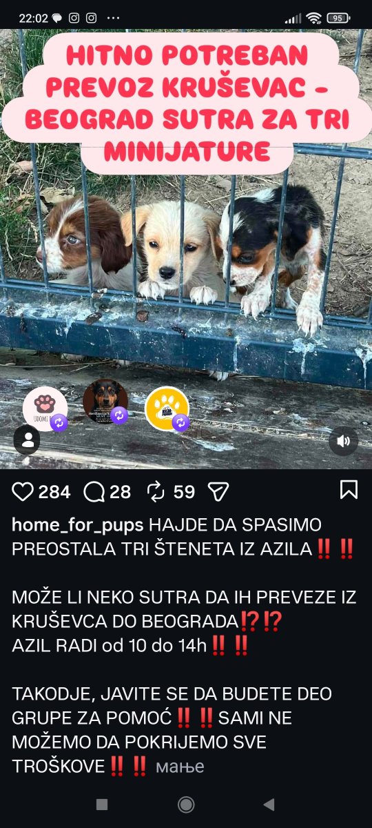 ZcecaSvetlana's tweet photo. Izgleda su ova tri mala ❤️ ganula neka ljudska ❤️ i trazi se prevoz za sutra, od Krusevca do Bg. Samo da ih izvucemo. Ako je neko raspolozen da pomogne kad se izvuku, ako neko ponudi prevoz koji cemo platiti, neka mi pise u dm. https://t.co/EEiCdum3fZ