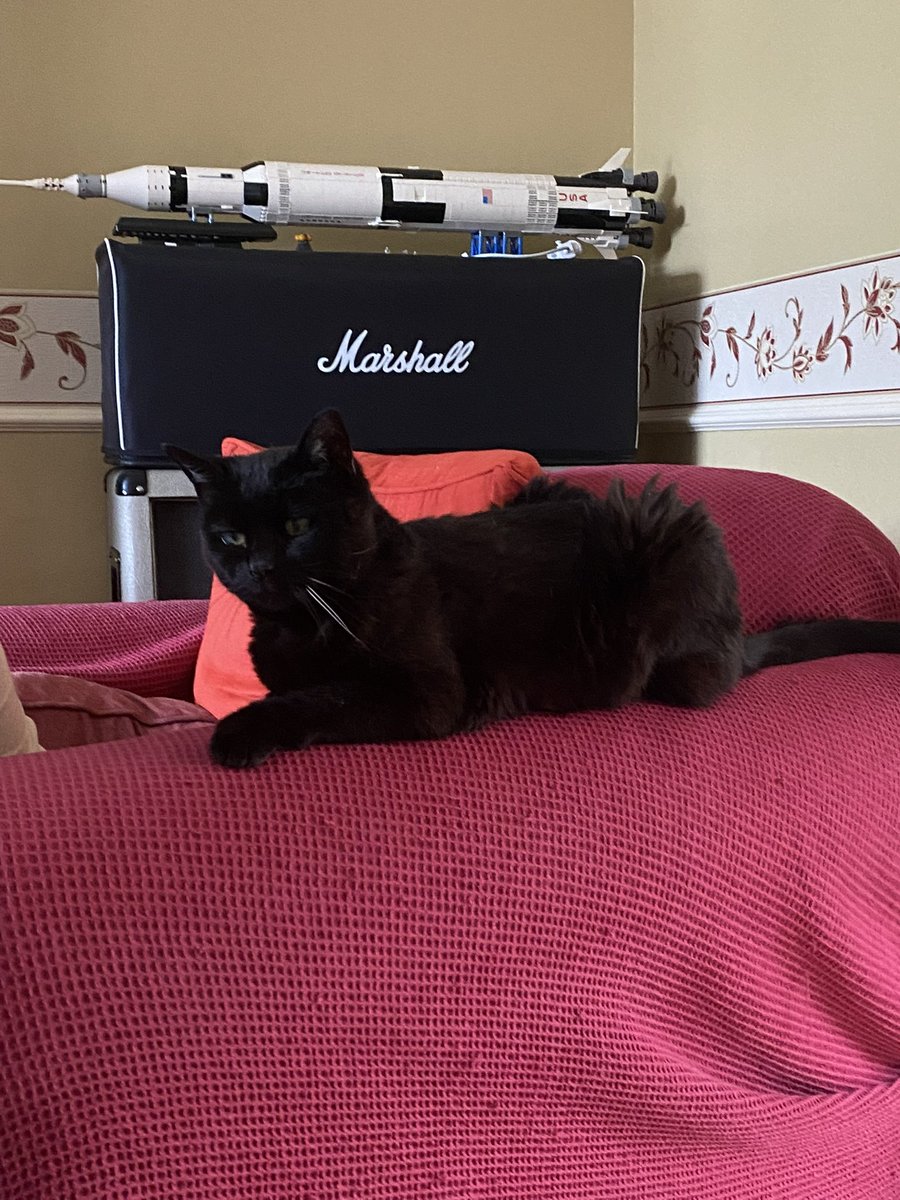 ClavicleDreams's tweet photo. @Puppieslover This is Sooty, my dad got her before I was born, and she made it to ~28; he got her as a feral kitten from a farm near my grandparents’ where we used to go horse riding 🥹 I miss her dearly https://t.co/r0XIWdwCQV