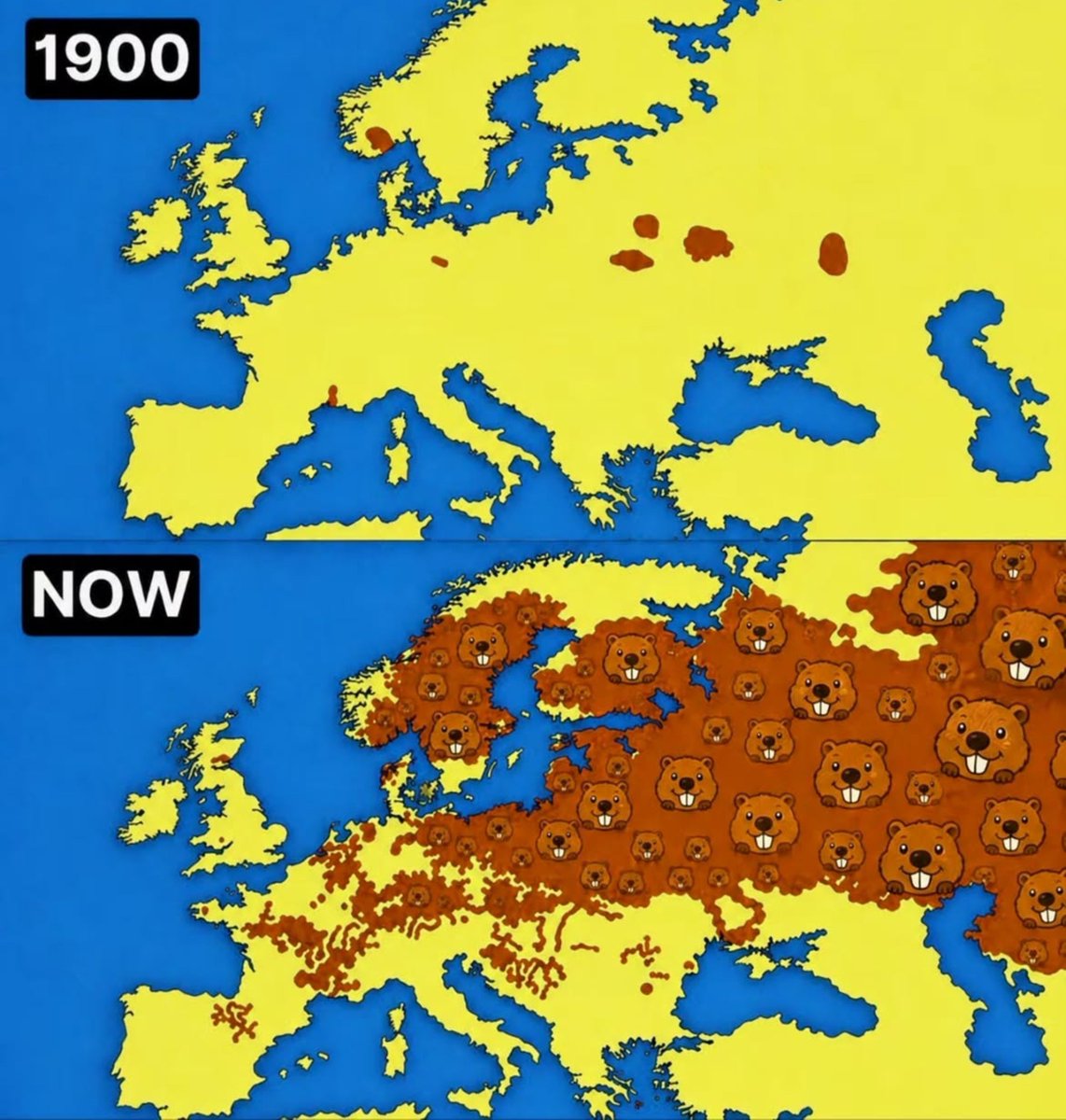 theepicmap's tweet photo. Finally some good news: beavers are taking over Europe. https://t.co/cehv3SPKGl