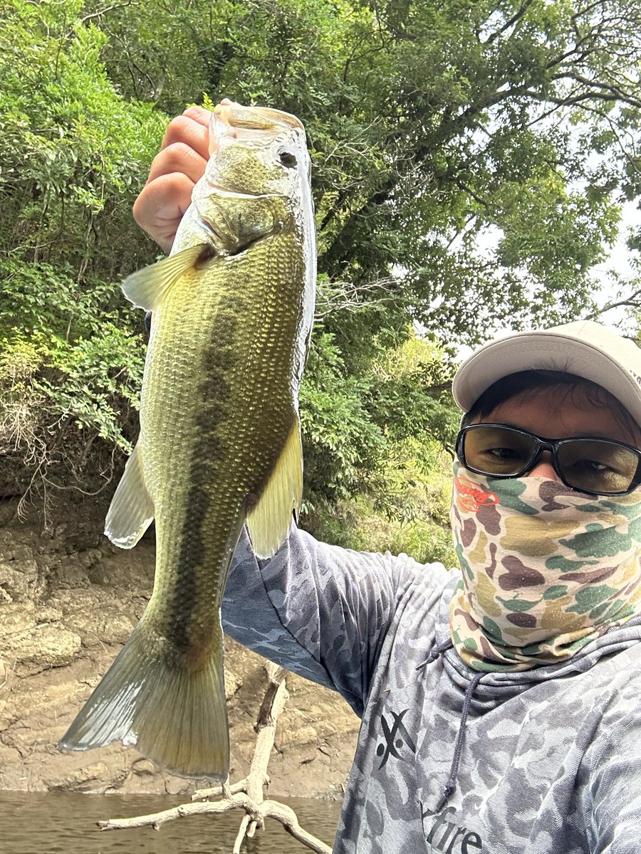 phvmyv's tweet photo. 三島湖2日目
前日とは打って変わってカバー直下にバス中々入っていない😳
攻め方を変えて岩盤にシフトが正解で連発！
サイズを気にしないならめちゃくちゃ釣れる🐟
#三島湖
#ともゑボート
#房総リザーバー https://t.co/LT22JTItvz