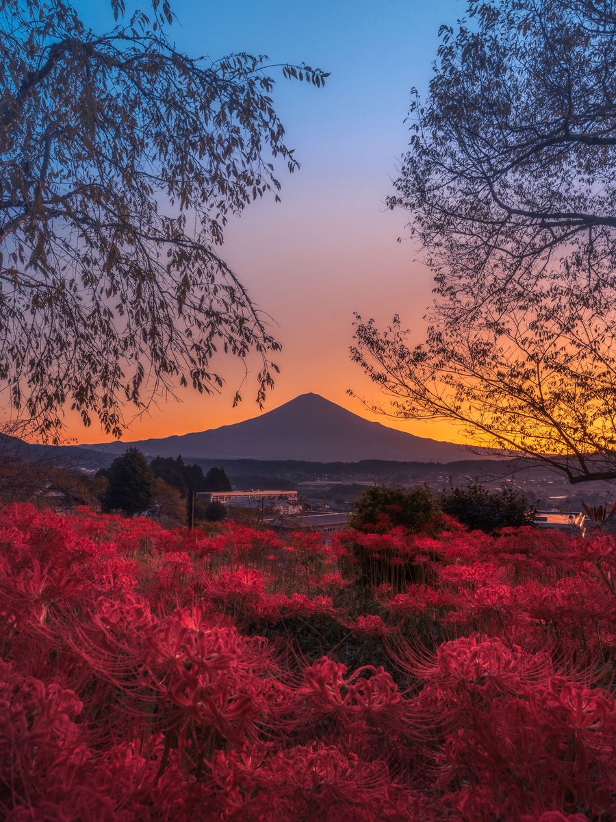 pomu_iyashi's tweet photo. この素敵な景色が待ち遠しい https://t.co/M0bUDIReBv
