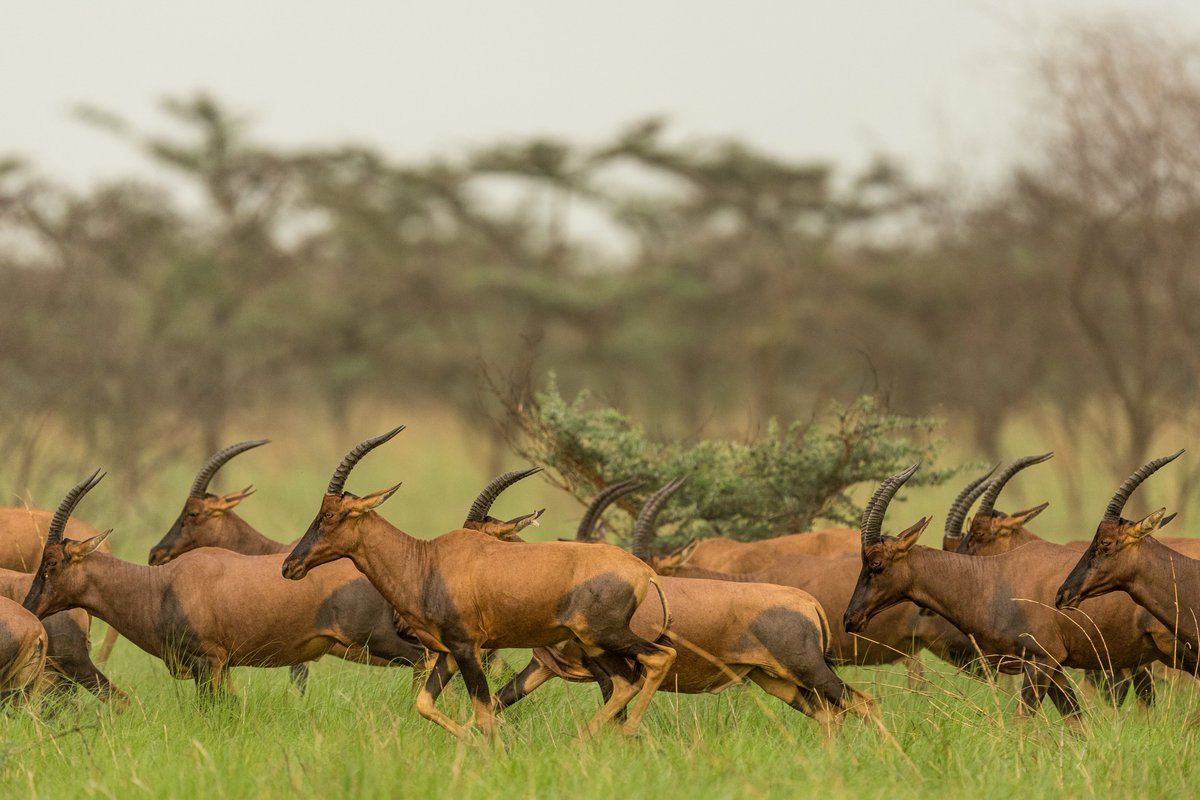 gingosamuel's tweet photo. When you see any of my posts, repost. Lets have the Great Nile Migration in the trends here on X. 

#GreatNileMigration https://t.co/4M5csJCLJ5