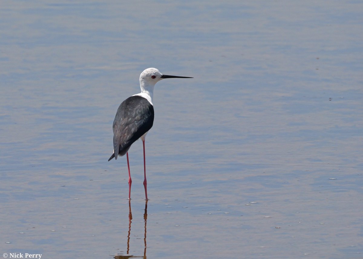 nickyperry82's tweet photo. A black winged stilt Salines de s'Avall 🇪🇸
#WaderWednesday
#birding #birdwatching
#stilts #waders
#NatureTherapy https://t.co/ARlaYo9e9i