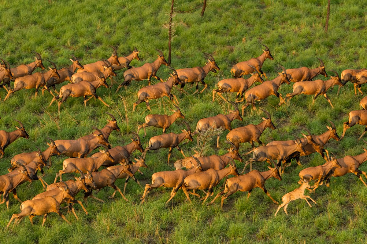 gingosamuel's tweet photo. When you see any of my posts, repost. Lets have the Great Nile Migration in the trends here on X. 

#GreatNileMigration https://t.co/4M5csJCLJ5