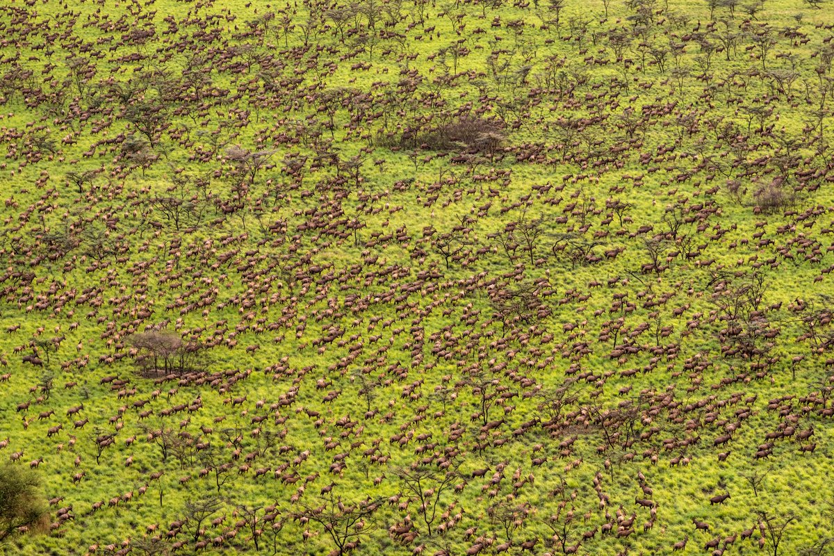 gingosamuel's tweet photo. When you see any of my posts, repost. Lets have the Great Nile Migration in the trends here on X. 

#GreatNileMigration https://t.co/4M5csJCLJ5