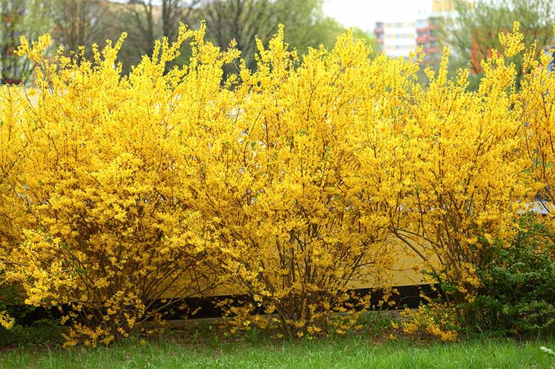 Gardeners_Path_'s tweet photo. 5 Ways to Propagate Your Own Forsythia - Forsythia is a spring flowering shrub that's easy to propagate. Learn how to make more shrubs from the ones you already have in this guide on Gardener's Path. https://t.co/BTv7R9qwO5 #forsythia https://t.co/XhyIy7Eubt