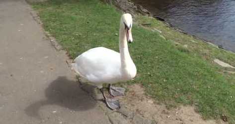 tourscotland's tweet photo. Tour #Scotland travel video Blog of a #Swan at #Loch #Faskally on #history visit and trip to #Pitlochry, #Highland #Perthshire. Swans are birds of the family Anatidae within the genus Cygnus, close relatives include geese and ducks https://t.co/qImdV1M8Le https://t.co/8GywbAOR6f