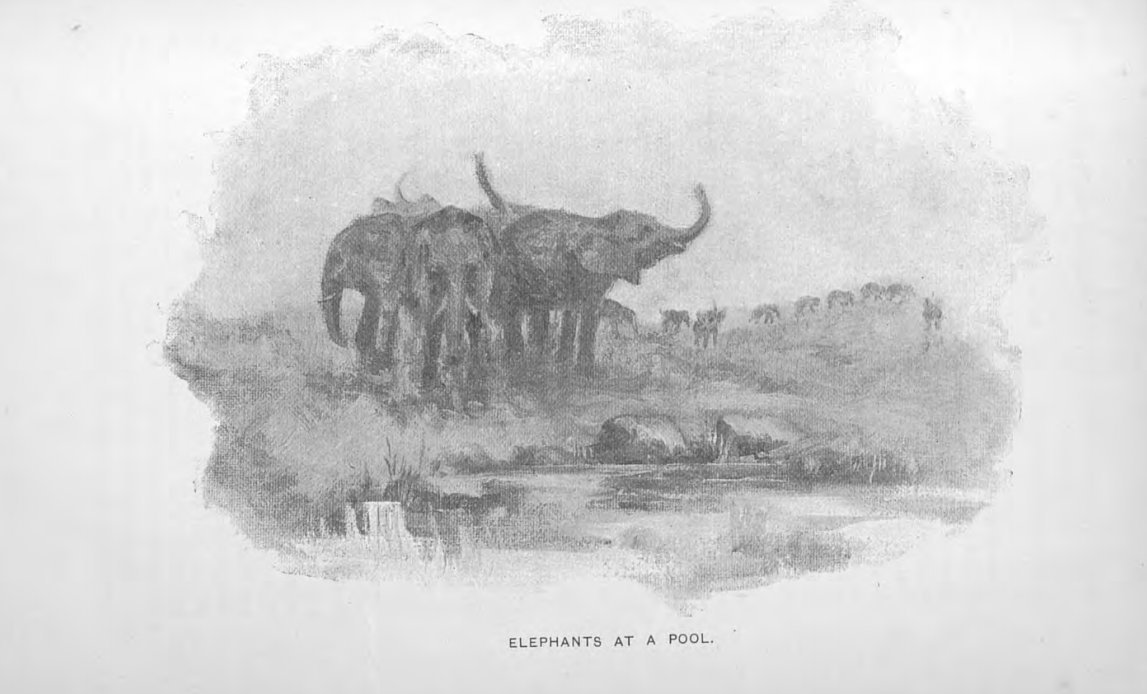 Archives_SL's tweet photo. The Hellenic-Egyptian Ptolemaic Dynasty procured elephants from the interior of present-day Somaliland over 2,000 years ago. The beasts were carried in specialised ships called 'Elephantegoi' (elephant-carriers), and were sent to Berenike in Upper Egypt.

The first image shows a gold stater coin issued under Ptolemy I Soter, the first king and founder of the Ptolemaic Dynasty of Egypt. The reverse shows a quadriga drawn by four elephants, driven by Alexander the Great.

The second image depicts a sketch of elephants congregating around a pool and was first published in Seventeen Trips Through Somaliland. The author, Swayne, notes that in 1884 elephants were 'plentiful' in the Golis and Wagar mountains, and that in the colder months they descended from the high mountains and followed the seasonal streams downward towards the edge of the maritime mountains where they fed on creepers and aloe plants.

While sadly elephants are now extinct in Somaliland, there are still place names that preserve the presence of elephants in Somaliland such as Tog Marodi Jeh (Tog Maroodi Jeex), a seasonal river that flows through the capital Hargeisa, and Dhagah Marodi (Dhagax Maroodi), an ancient rock art site located near Gabiley.
