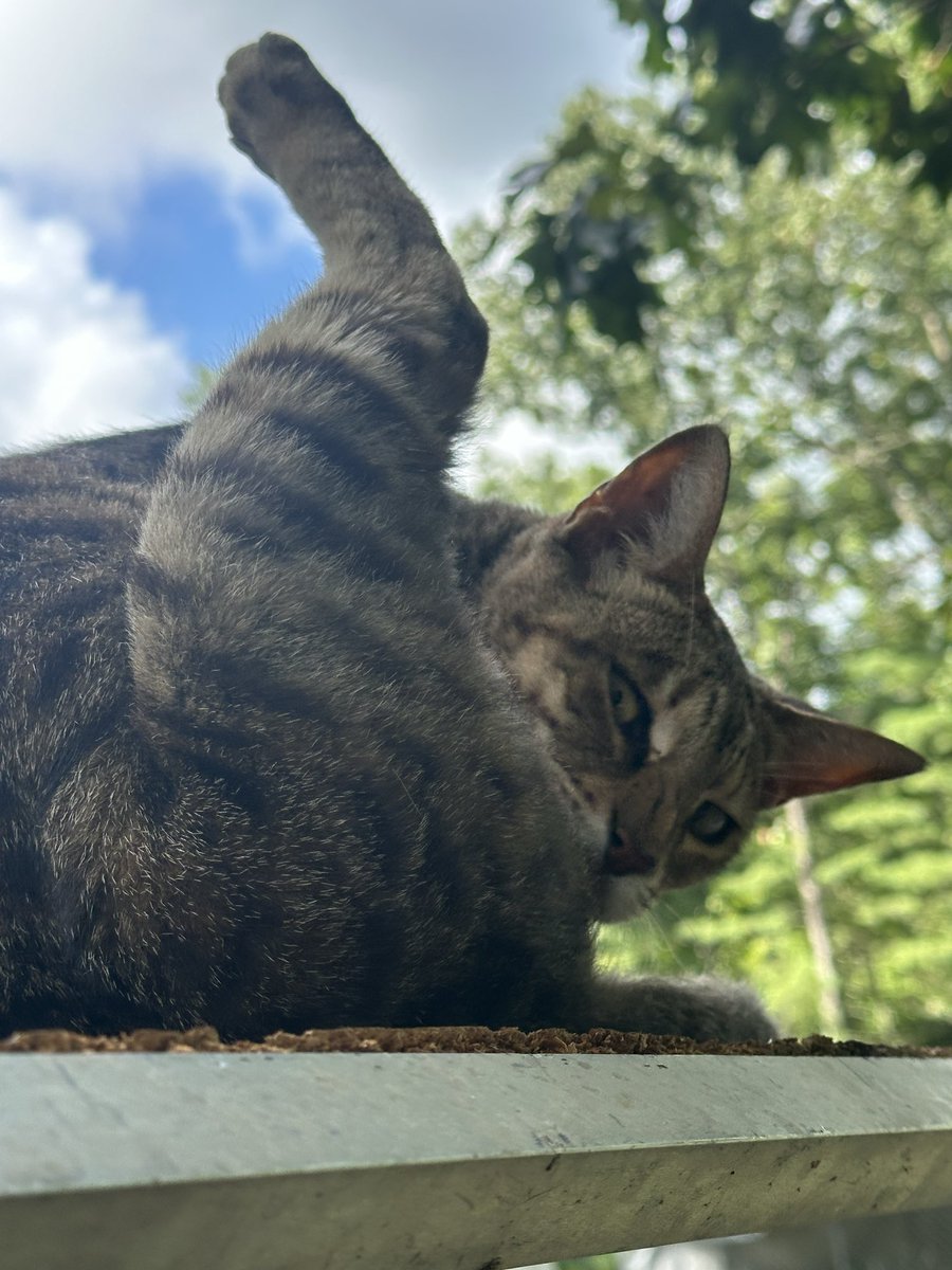 galactitty's tweet photo. @citadelwolff this is what my cate thinks of your fud lol https://t.co/TQrByg6qTW