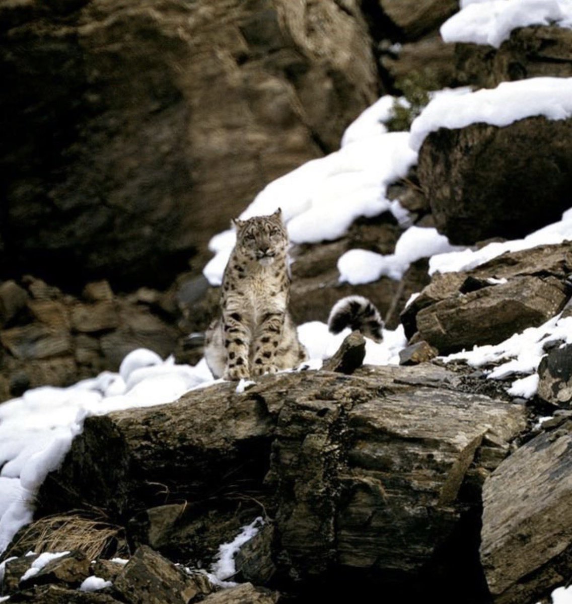 poxesfoxes's tweet photo. Think about how many people lived without ever knowing the snow leopard existed, let alone seeing images of one. The first photograph of the animal in the wild was taken in 1970.

Even people living in the leopard’s region had rarely, if ever, seen one. https://t.co/g7taeVXYYc