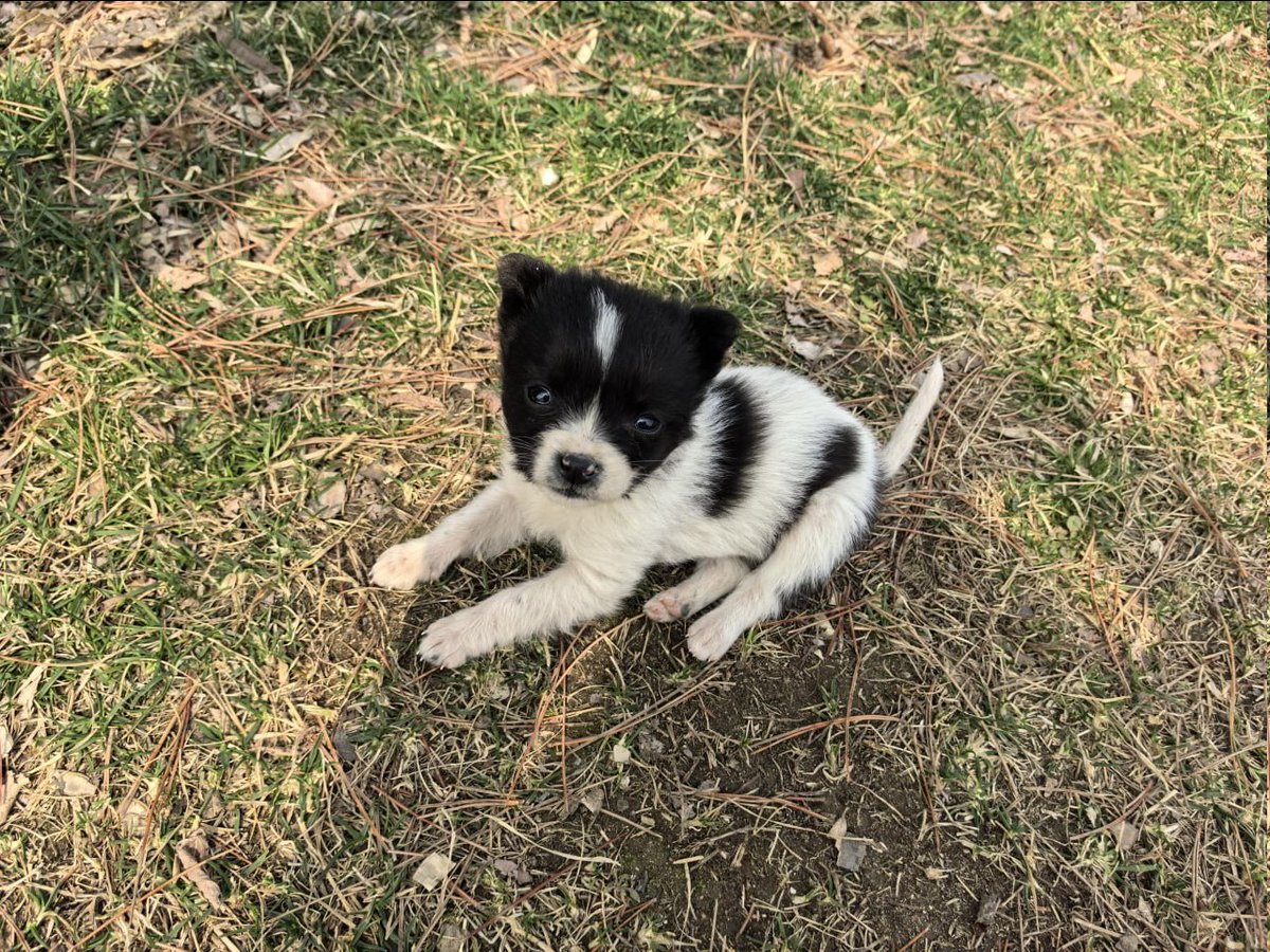 JacobCooler's tweet photo. There is an incredibly adorable family of dogs at the sports field. https://t.co/gaF3e5n8R5