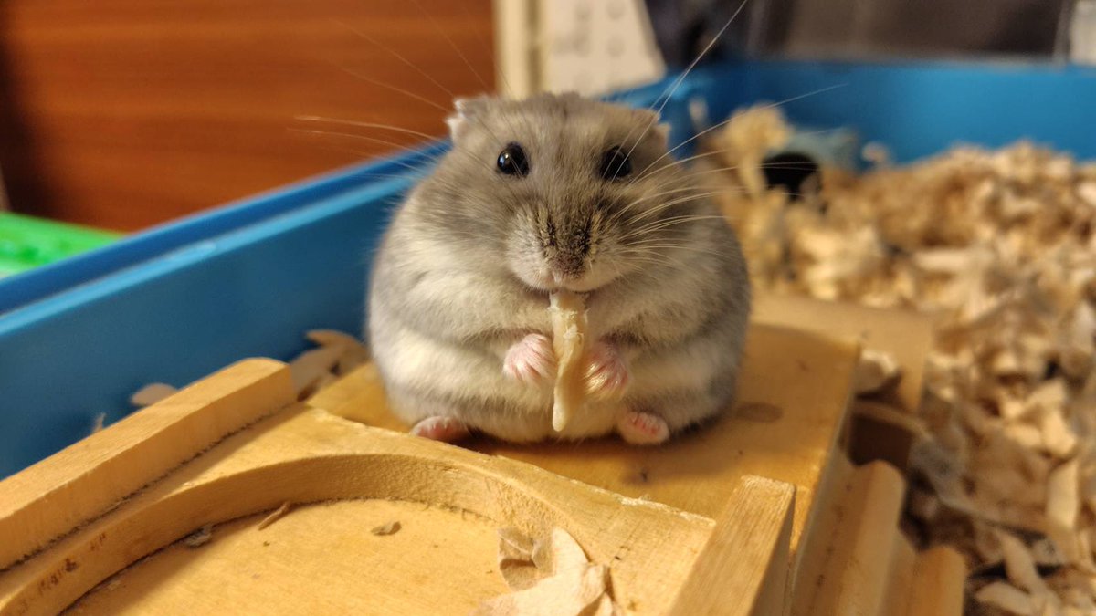 Otojiro0505's tweet photo. おはようございます🐹
今日はハムの日

#ハムの日
#ハムスター
#ハムスターのいる暮らし
#音次郎 https://t.co/ubfzF33sjG