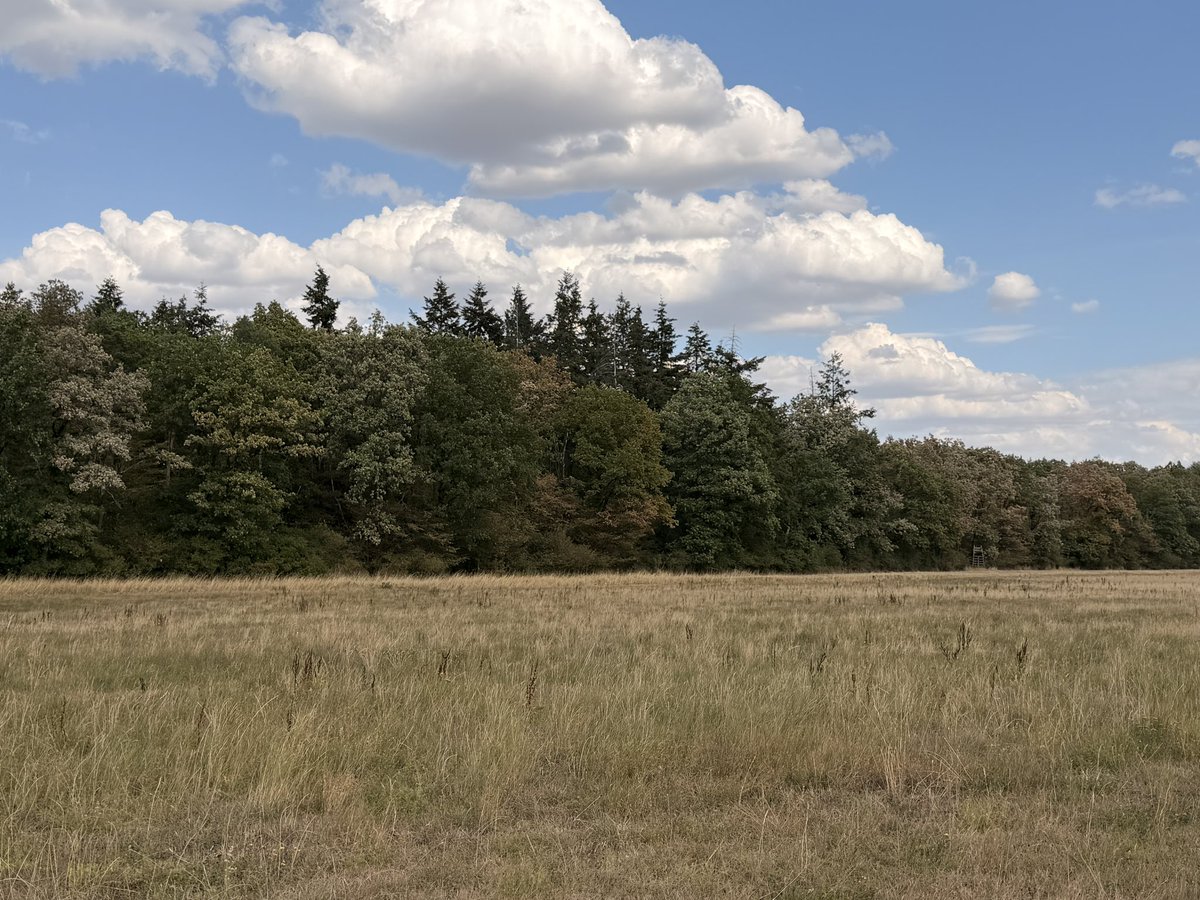 dominikwind's tweet photo. Seit über 8 Wochen nahezu kein Regen hier in Unterfranken. Viele Bäume ziehen bereits ein und werfen Laub ab. Die Bauern beginnen jetzt beim Silomais mit der Noternte, 4 Wochen früher als sonst, der Bauernverband rechnet mit Einbußen von bis zu 75 %. https://t.co/TAYWcMWsXl