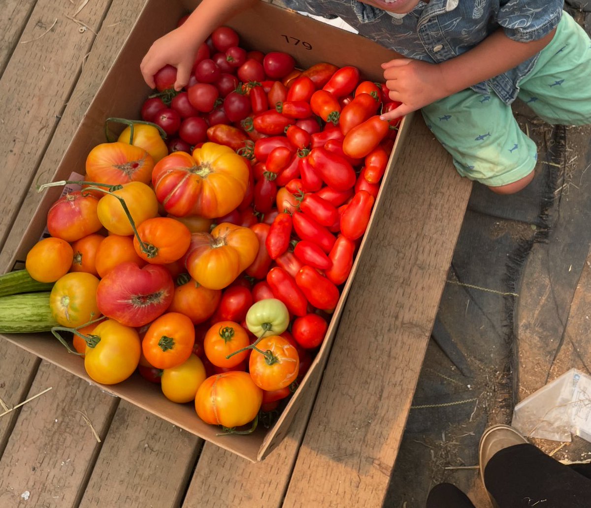OwenBenjamin's tweet photo. This is what we picked today. Obviously I understand why people say “must be nice, no one else has dirt.”

Our main garden is 1/8th of an acre. Cows, goats and alpaca are on the majority of our land. We can grow thousands of pounds of tomato’s in 4 raised beds that are 3 ft by 8 ft. Each tomato has hundreds of seeds for more plants. 

If time is the issue just take 1% of the doom scrolling/porno time and you’ll have more than enough to get started. 
They don’t care that you bitch. They want you sick and angry. The only time they’ll notice you is if you don’t need them anymore and by that time you won’t care