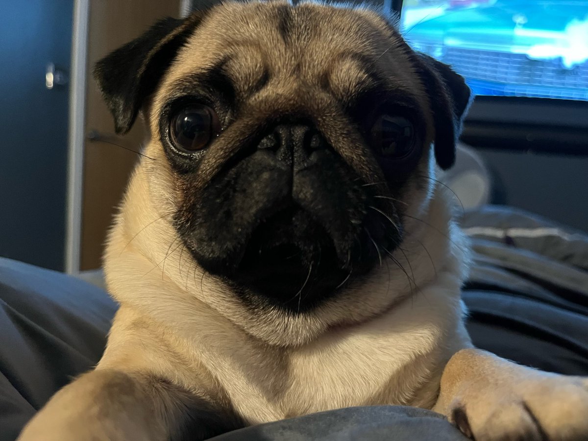 forthtofife's tweet photo. @GayTory Daisy just stares you out until you give in https://t.co/Aoqwcc105U