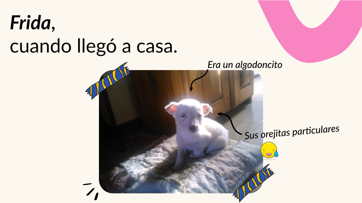 Vetio_app's tweet photo. Una idea, que nos genera mucha ilusión.

Una historia, que puede ser tú historia.

Y una misión, hacer que la historia clínica de tu perro y/o gato esté disponible siempre que la necesites...

🧵 1/3 https://t.co/uaWq4RJP7a