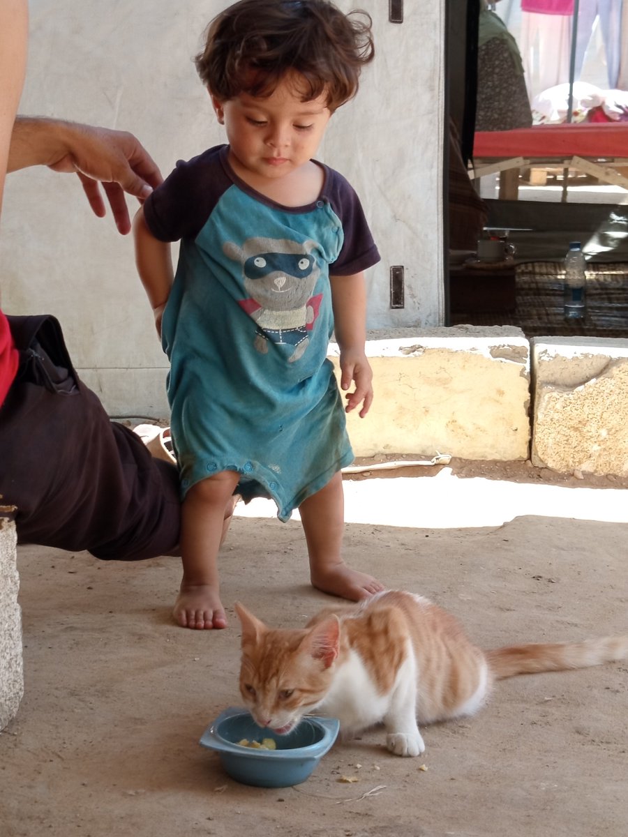 shereanhamed47's tweet photo. Even the cat is hungry. 🐱💔

My 1-year-old son shares his moment with a stray cat. He suffers from anemia and malnutrition. In Gaza, we are all starving together.

Please help us. 🙏

🔗 [https://t.co/rJDVaLPBQQ]

#Gaza #MutualAid https://t.co/PdCrPeVWZx