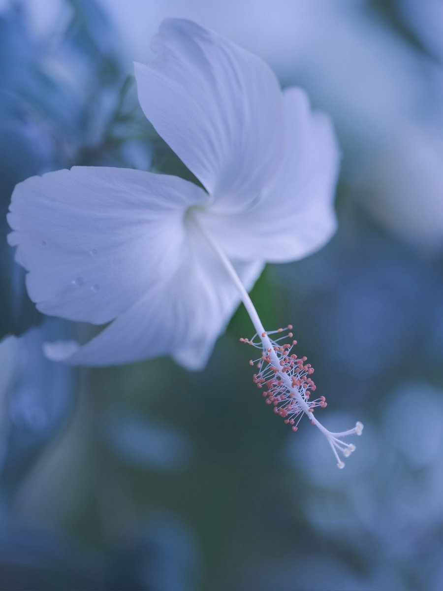 takao_camera's tweet photo. ハイビスカス

ハイビスカスが咲いていました。和名はブッソウゲ(仏桑花)。アオイ科。日本には1610年に渡来。古代ギリシア語でタチアオイを表すibískosに由来する名前です。(エジプトの女神ヒビスに由来との記述を見かけますが、そのような女神は存在しないそうです)
花言葉は、あなたを信じる。 https://t.co/EK908X0vcf