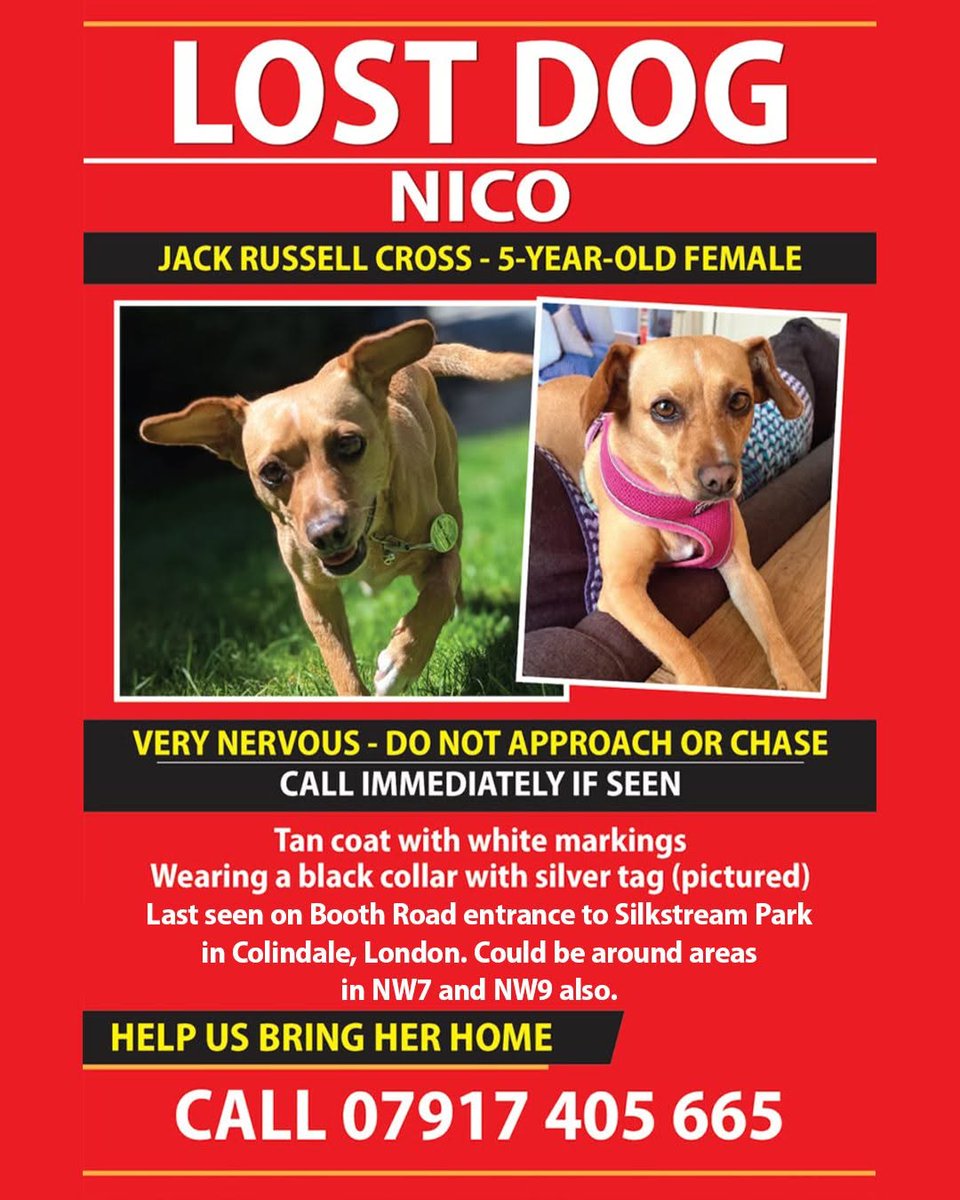 The_Animal_Team's tweet photo. ‼️ PLEASE DO NOT CHASE/SHOUT/APPROACH/ETC. ‼️ NICO is a 5yo #JackRussellX who was last seen on the #BoothRoad entrance to #SilkstreamPark in #Colindale #London. Could be around areas of #NW7 and #NW9 also. Tan coat with white markings. Black collar with silver tag. Any information on number below please. ⬇️ There’s now a substantial Finders Fee ££ for Information leading to Nico’s safe return. https://t.co/oZXUyy2b05 #MissingDog #LostDog #DogsOfTwitter