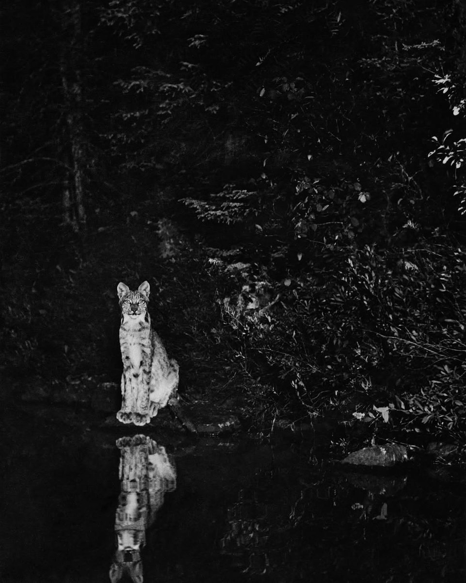 historyinmemes's tweet photo. Around 1900, George Shiras III pioneered nighttime wildlife photography by using hidden, flash-equipped cameras to capture animals after dark.

George Shiras III (1859–1942) is widely regarded as one of the pioneers of modern wildlife photography. Around 1900, he transformed the field by using tripwire-triggered cameras, remote shutters, and magnesium flash powder to capture wild animals at night—decades before electronic flash or modern trail cameras existed. Working primarily in Michigan’s Upper Peninsula and across North America, he photographed deer, moose, bears, raccoons, bobcats, and many other species behaving naturally after dark, revealing a world few people had ever seen.

Shiras first developed these techniques as a hunter, but he eventually traded his rifle for a camera, believing photography was a better way to preserve wildlife. In 1906, National Geographic published many of his groundbreaking images, introducing millions to nocturnal wildlife and helping establish wildlife photography as both a scientific discipline and an art form. The remote camera methods he pioneered remain the foundation of the trail cameras and camera traps used today by photographers and wildlife researchers around the world.