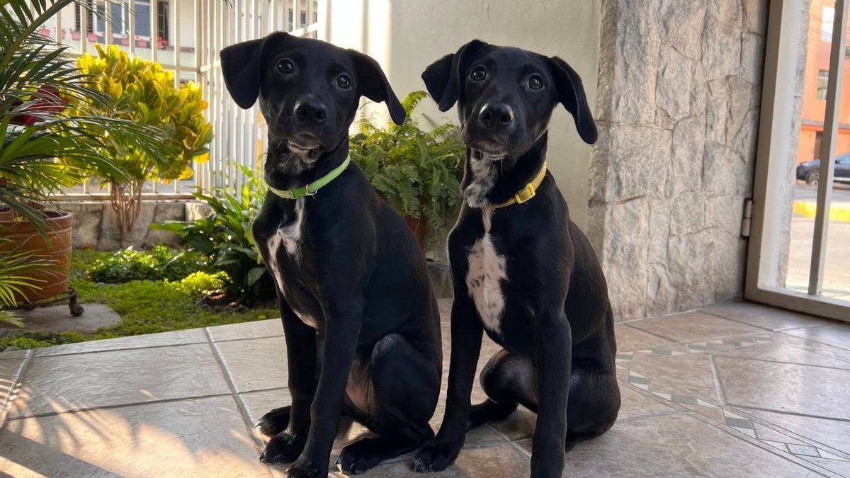 rommyb's tweet photo. ESTO ME PARTE EL ALMA
Perritas hermanas fueron adoptadas a los 2 meses por una pareja que ahora se divorcia y no quiere hacerse más responsable de ellas. Urge adopción conjunta (idealmente) o separadas 😥Tienen apenas un año y son hermosas. Info al wsp 940084960 https://t.co/cPSOVALgX3