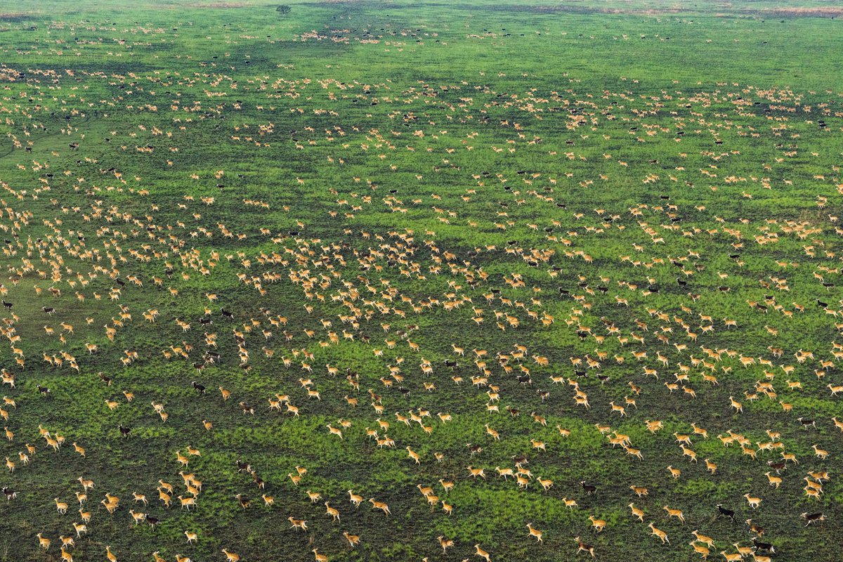 gingosamuel's tweet photo. South Sudan is the real animal planet coz jeez! 

Over 6 million mammals migrate through the Boma-Badingilo Migratory Landscape making The Great Nile Migration,  the world's largest land mammal migration ever recorded.  

Guys think about this.  I was in the chopper perhaps 2km above the ground and as far as my eyes could see, I saw antelopes like swams of ants 🐜 on the ground. 

This is wild. Not many people ever get to see this. Am still awestruck...