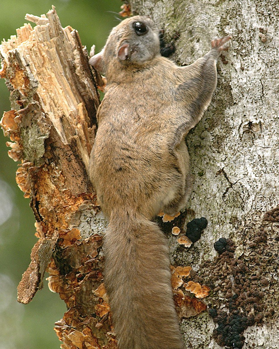 wvdnr's tweet photo. Did you know the Northern Flying Squirrel is one of only two native flying squirrel species in North America? While they don’t actually fly, they use a special membrane between their legs to glide gracefully from tree to tree! 🐿️ https://t.co/c2OubIuvRc