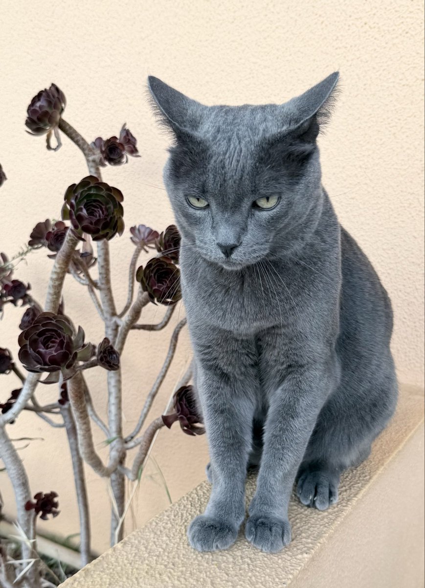 joaojmendes's tweet photo. New friend 😂❤️
#vacation #family #lovecats #tavira https://t.co/P9K1yabksg