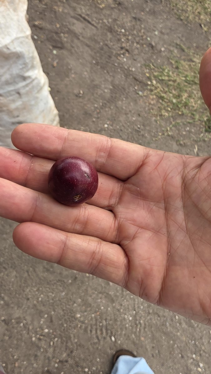Sparkiebaby's tweet photo. First mi a try dis. It nice. Governor plum di man seh. Nuh know if a suh it spell. It nice https://t.co/d3pbdeiG9W