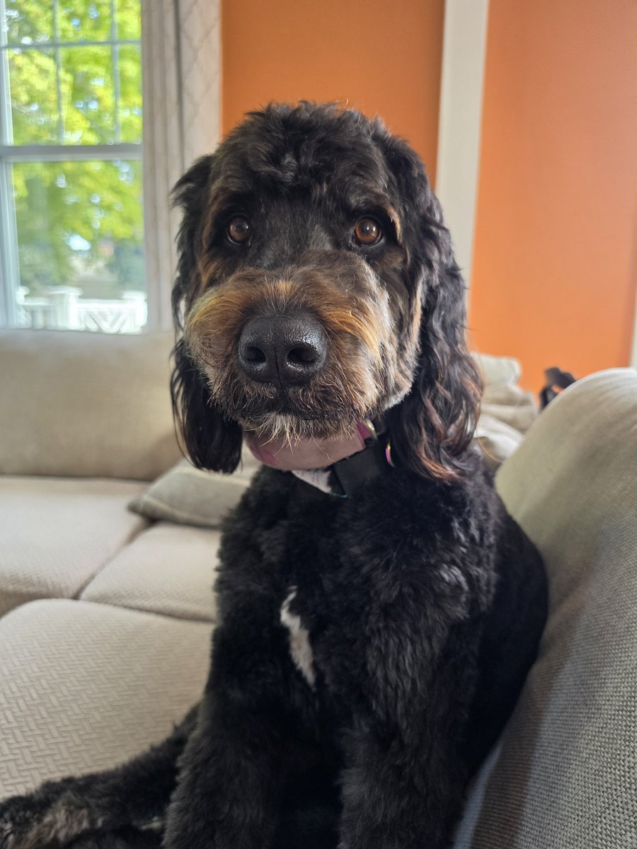 KinderTeach76's tweet photo. Oh, hey Millie https://t.co/1tEGWUbF0U