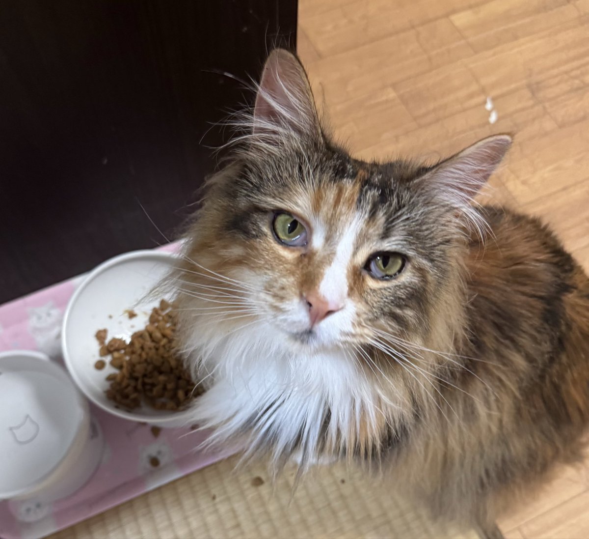 neco_ren9's tweet photo. おはにゃ〜🐾

暑いと食欲も減るにゃ…😿

 #猫のいる暮らし https://t.co/0R6VHBat0v