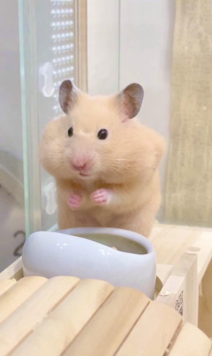 RakutenCard's tweet photo. 今日8月6日は #ハムスターの日！🐹

そんな記念日にちなんで、スタッフが飼っているハムスターをご紹介します✨

ほお袋いっぱいにエサを貯め込むこの姿……
私たちも、これくらいの勢いで楽天ポイントをザクザク貯めていきたいですね！💳

皆様のかわいいペットの写真も、ぜひ見せてください🐾

#hamster #ハムスター #楽天カード