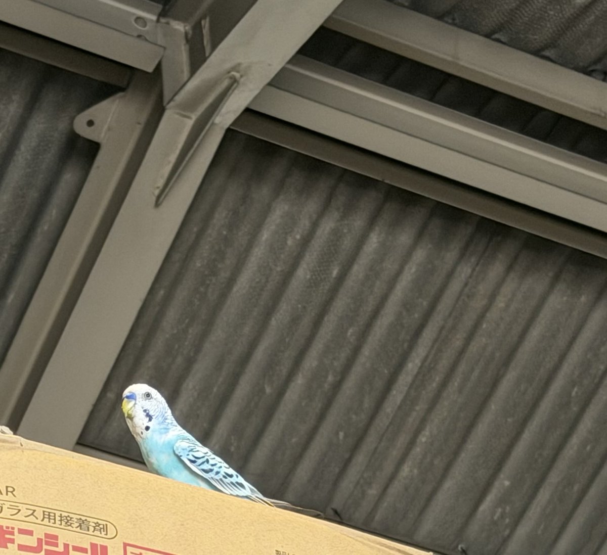 03280708E's tweet photo. 8/6 おはようございます♪

甲子園始まりましたねぇ！
チビにこの場面の時の親はめちゃくちゃ緊張するんよなって言ったら、俺は、足震えとる時あるからなって

聞かないと分かりませんね❤︎

今日も楽しんで行ってらっしゃい
#男子高校生弁当
#お弁当日記
#会社に現れた迷子のインコちゃん https://t.co/FHDeCtX78T