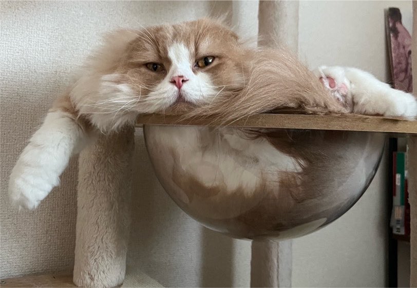 mametaiscat's tweet photo. 猛暑になると猫は溶けて液体になるって知ってましたか？ https://t.co/1JRnWozASI