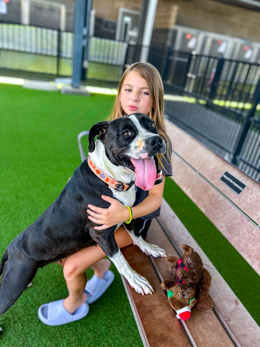 PetCircleWaco's tweet photo. Remember Gypsy? | 2 yrs | 55 lbs
π Loves dogs, kids, & people
πΊ Likes to be in the center of the fun
π§ Smart & playful
Come meet her!
See All Available Pets: https://t.co/vZYvzWzzg6
#petcirclewaco #adoptdontshop #fosteringsaveslives #offthecircle #wacotexas #wacotx https://t.co/BWokYH3siC