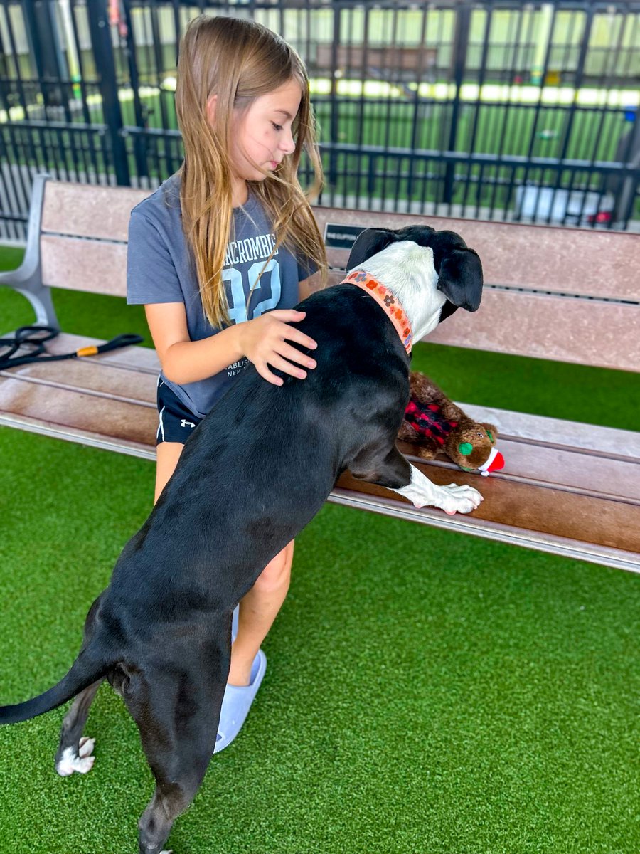 PetCircleWaco's tweet photo. Remember Gypsy? | 2 yrs | 55 lbs
π Loves dogs, kids, & people
πΊ Likes to be in the center of the fun
π§ Smart & playful
Come meet her!
See All Available Pets: https://t.co/vZYvzWzzg6
#petcirclewaco #adoptdontshop #fosteringsaveslives #offthecircle #wacotexas #wacotx https://t.co/BWokYH3siC