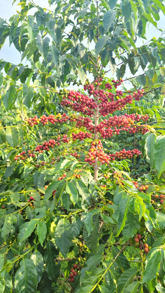 Doolacoffee tweet picture