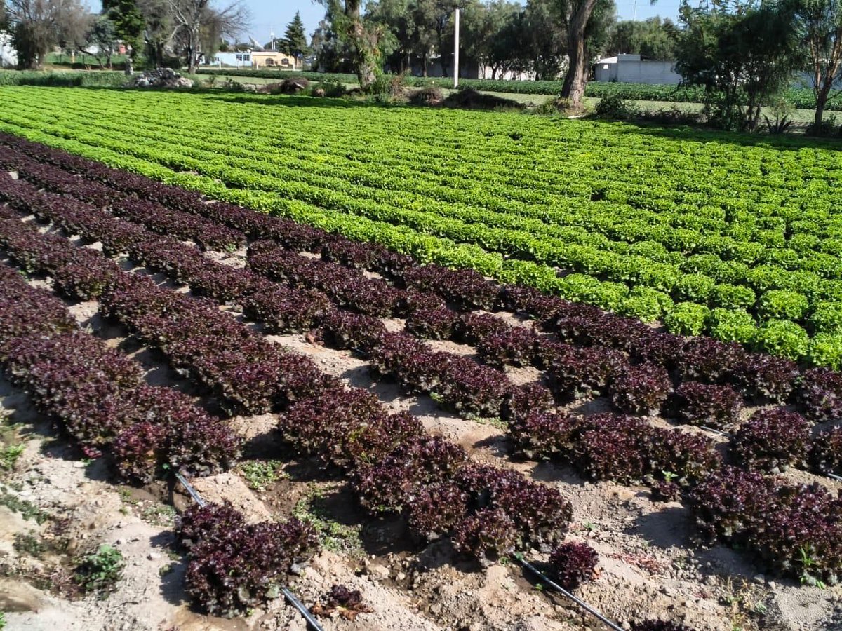 AgriculturaPue's tweet photo. Realizamos la verificación en campo sobre el rendimiento y precio medio rural de lechuga china y brócoli en Palmar de Bravo, en conjunto con DGSIAP y FAO; a fin de incluirlos en la estadística básica como un cultivo clave del mercado nacional para la gastronomía mexicana. https://t.co/AzH9mWvG8L