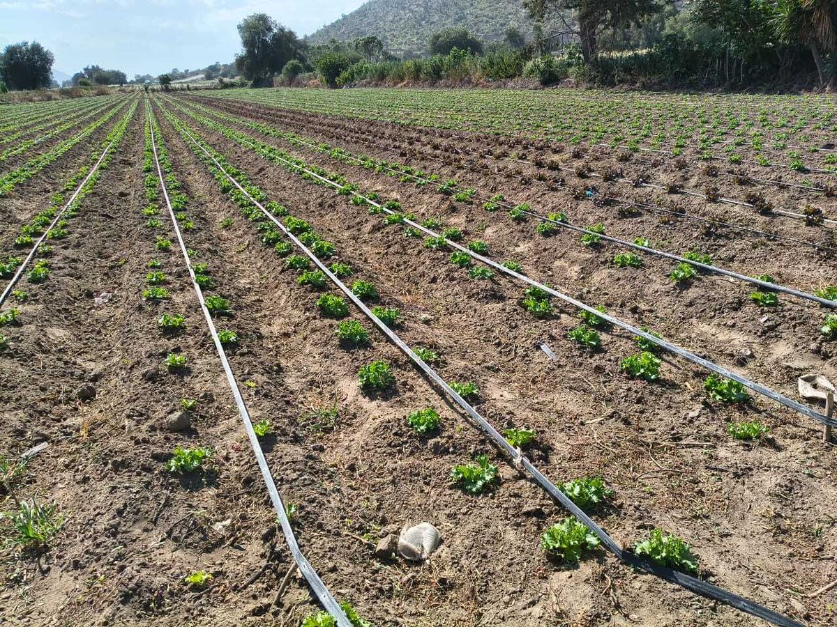 AgriculturaPue's tweet photo. Realizamos la verificación en campo sobre el rendimiento y precio medio rural de lechuga china y brócoli en Palmar de Bravo, en conjunto con DGSIAP y FAO; a fin de incluirlos en la estadística básica como un cultivo clave del mercado nacional para la gastronomía mexicana. https://t.co/AzH9mWvG8L
