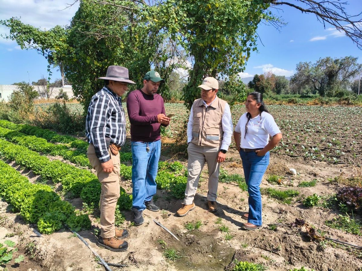 AgriculturaPue's tweet photo. Realizamos la verificación en campo sobre el rendimiento y precio medio rural de lechuga china y brócoli en Palmar de Bravo, en conjunto con DGSIAP y FAO; a fin de incluirlos en la estadística básica como un cultivo clave del mercado nacional para la gastronomía mexicana. https://t.co/AzH9mWvG8L