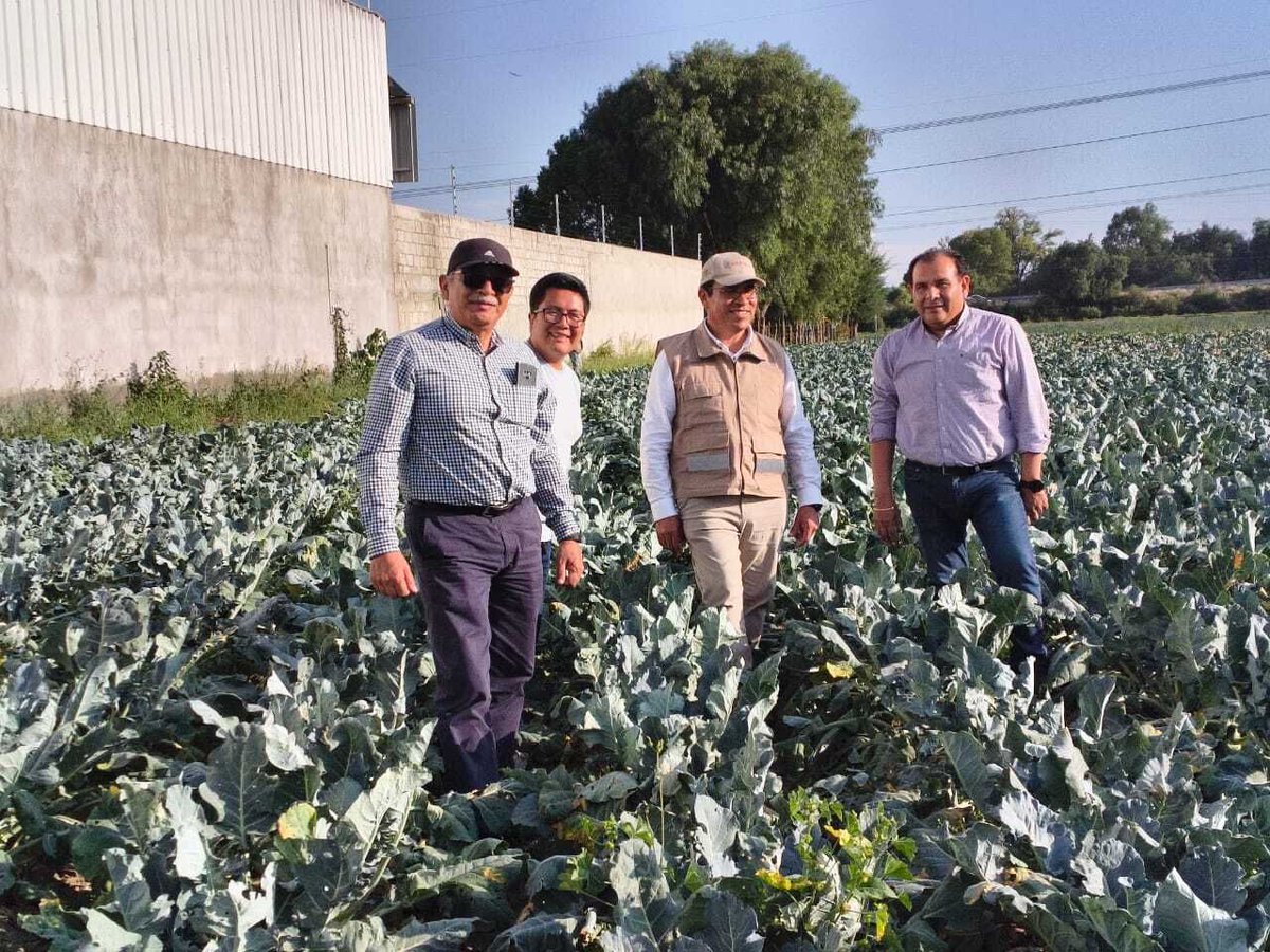 AgriculturaPue's tweet photo. Realizamos la verificación en campo sobre el rendimiento y precio medio rural de lechuga china y brócoli en Palmar de Bravo, en conjunto con DGSIAP y FAO; a fin de incluirlos en la estadística básica como un cultivo clave del mercado nacional para la gastronomía mexicana. https://t.co/AzH9mWvG8L