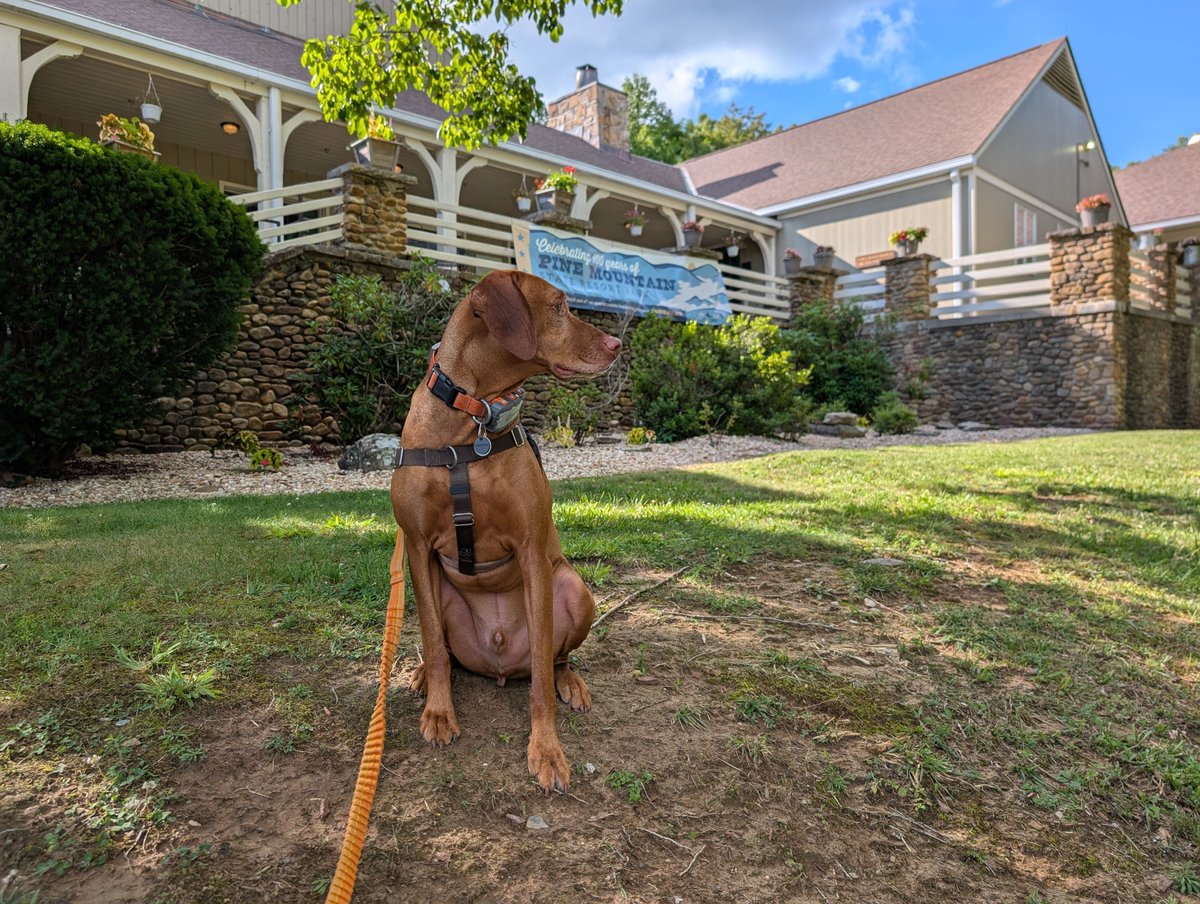 IntrepidPup tweet picture