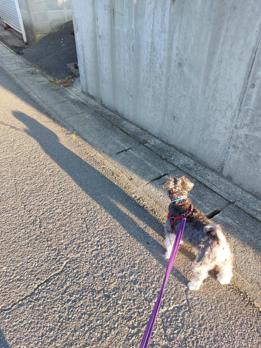 maru0___0maru's tweet photo. 朝早いと影が長くてカッコいいね https://t.co/2N3QCVdqis