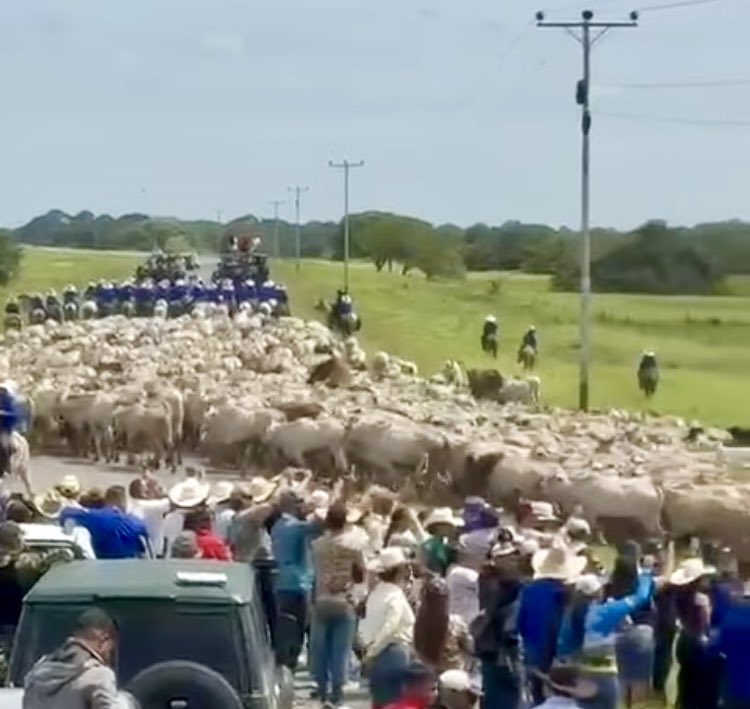 CarlosOAlbornoz's tweet photo. Hoy se muestra el arreo del ganado de El Vestey Group ( compañía inglesa ) como bandera gubernamental.

Estás unidades de producción confiscadas y sin indemnizar son de los mayores referentes según sentencia de la CIADI del abuso a la propiedad privada en Vzla. Todo sigue vigente https://t.co/QgL9ILL4rV