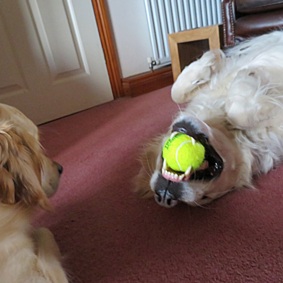 CornDollyXx56's tweet photo. Caption this!!

#CaptionThis #PoppyTheDog #GoldenRetriever #GoldenRetrievers #DogsofInstagram #DogLovers #Furrends #TheCrazyCreamAdventures https://t.co/x38AeYzEVw