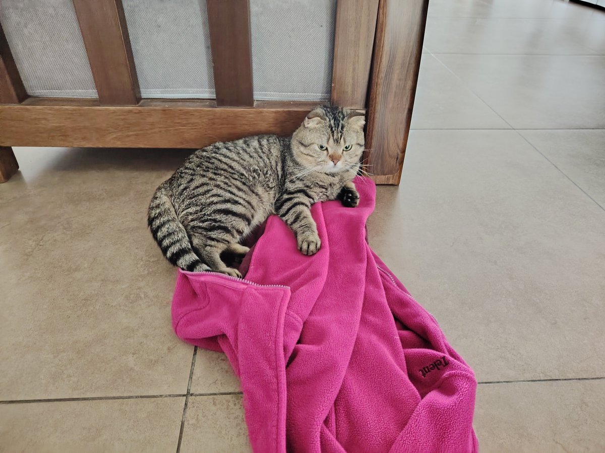 VANBELLINGENPAM's tweet photo. Got home to find my lazy cat napping on my work pants—today’s chaotic little happiness is right here , https://t.co/Wg5PnVKn4G